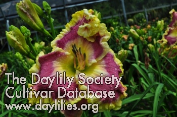 Daylily Barefoot Bay